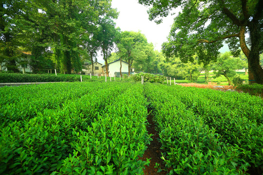 西湖龙井茶园