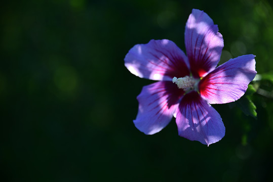 木槿花