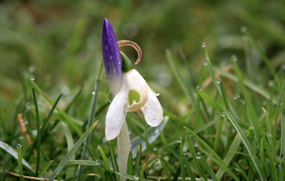 雪滴花