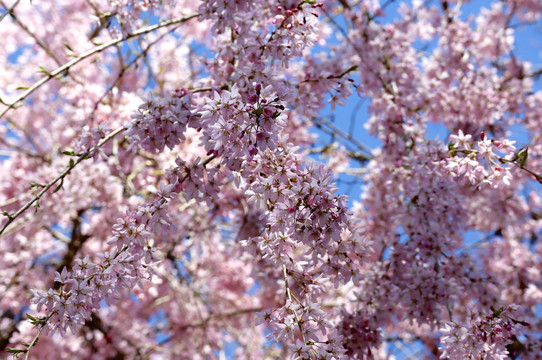 东京樱花