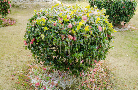 冰冻的茶花