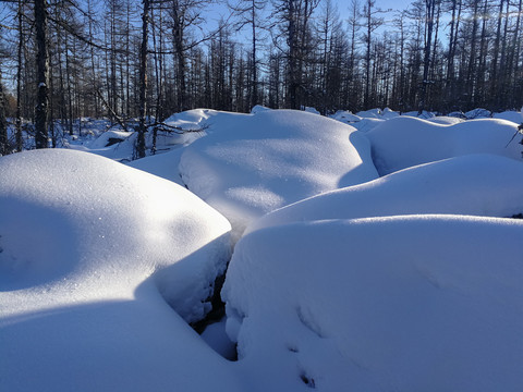 冬季森林积雪