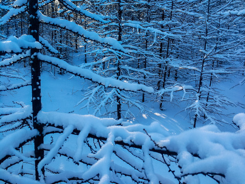 雪压松枝