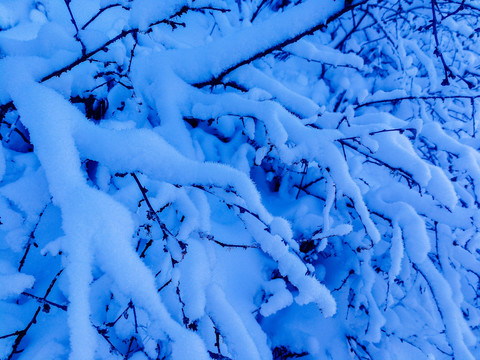 冬季落雪的树枝