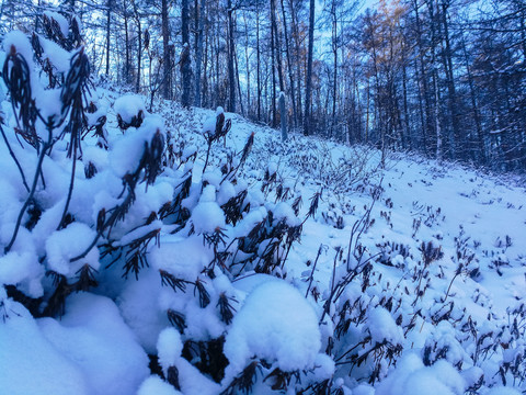 下雪后的森林