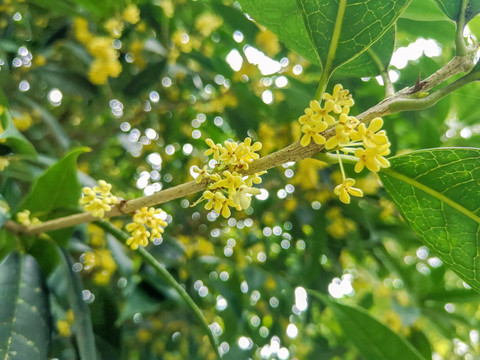 桂花