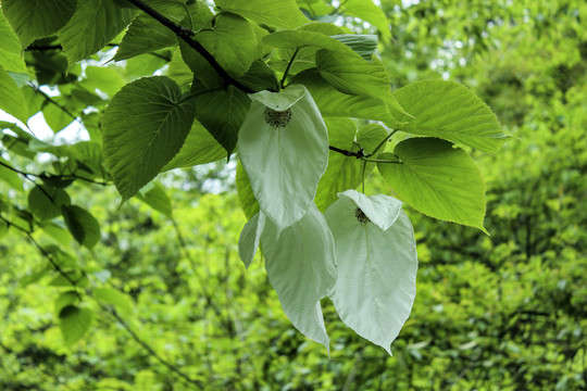 鸽子花