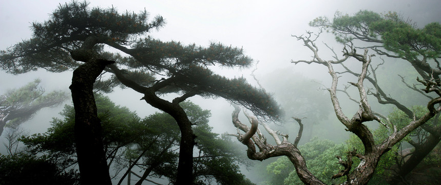 三清山松树