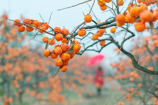 红彤彤的柿子挂满枝头