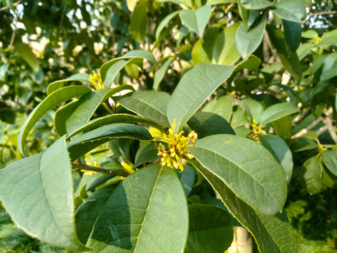 桂花树