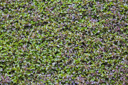 紫色植物装饰墙