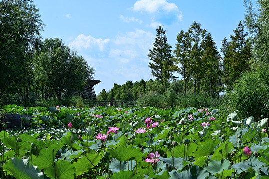 夏日荷塘