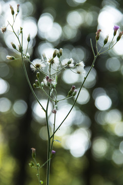 鬼针草