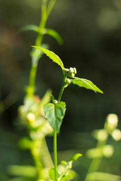 鬼针草