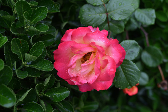 雨后花卉