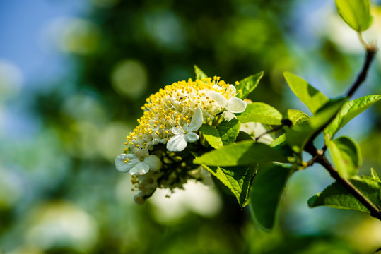 琼花