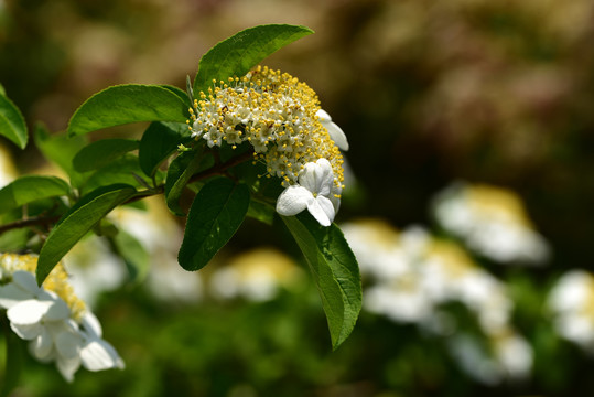 琼花