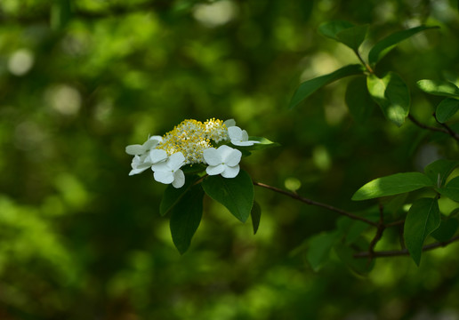 琼花