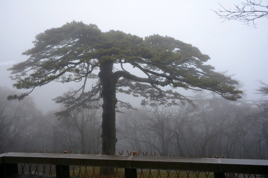 黄山松