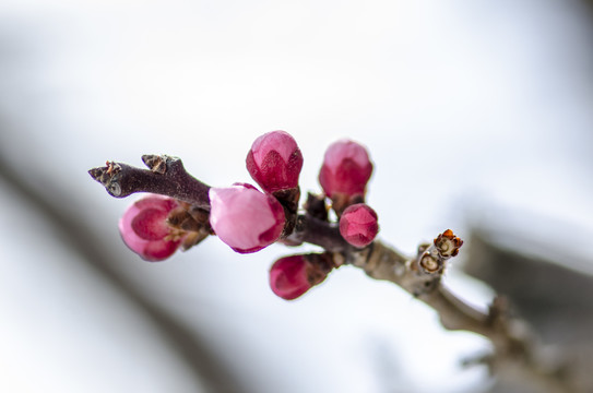 桃花枝上桃花和花苞