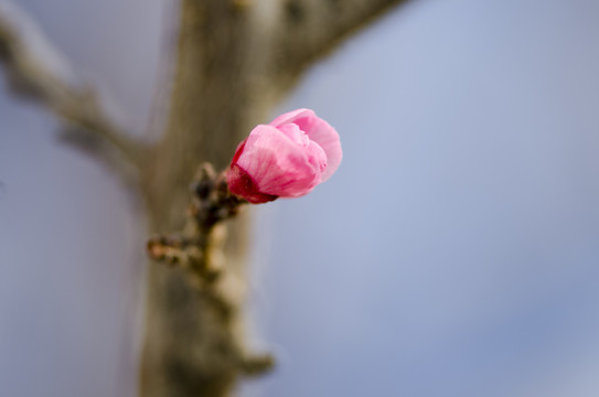 桃花枝上桃花和花苞