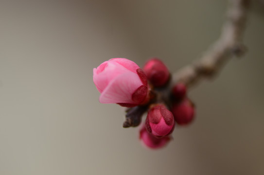 桃花枝上桃花和花苞