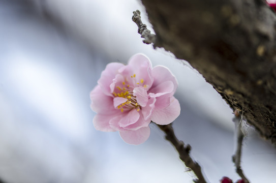 桃花枝上桃花和花苞