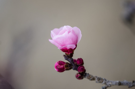 桃花枝上桃花和花苞