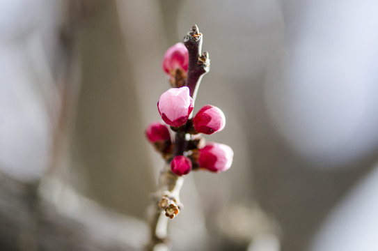 桃花枝上桃花和花苞