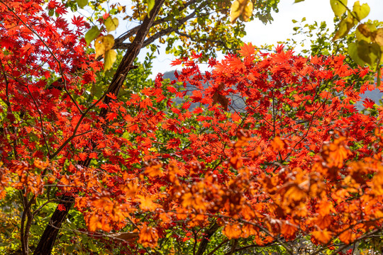 秋天秋色红枫叶