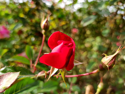 花苞