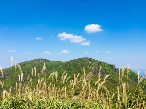 高山植物