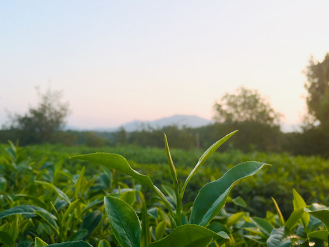 茶园夕照