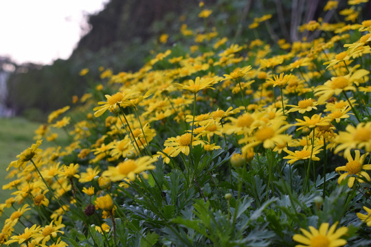 菊花黄金菊