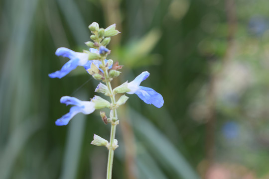 鼠尾草