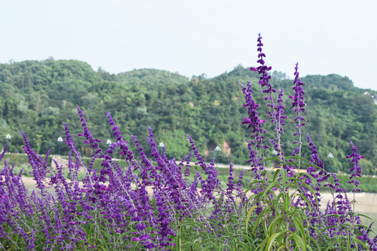 鼠尾草千屈菜