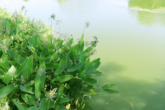 水草