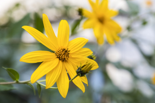 菊芋