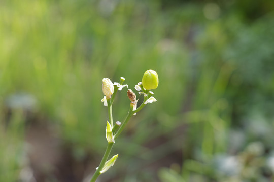 萱草