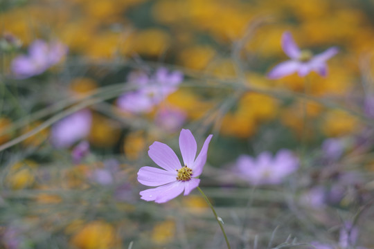 波斯菊