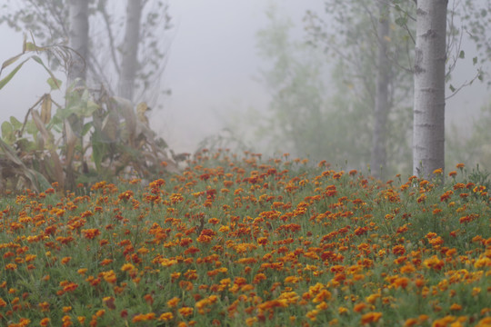 孔雀草