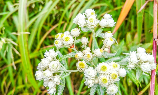 泽芹