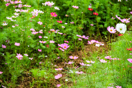 波斯菊