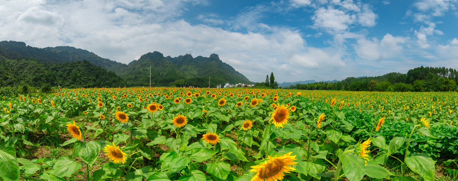 向日葵种植基地