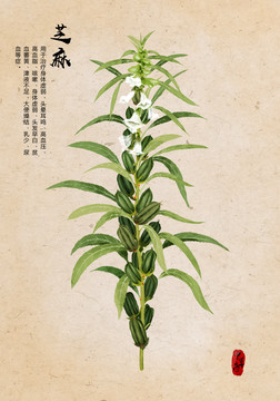 芝麻