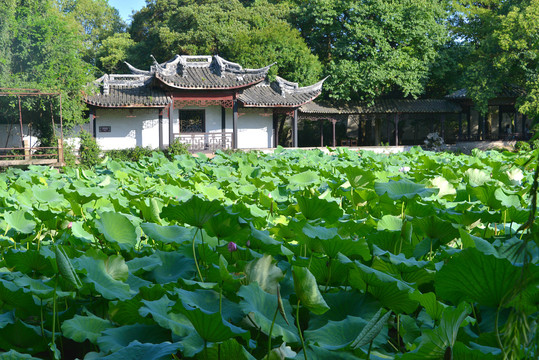 南浔小莲庄荷花池