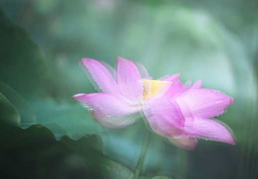 雾里看花之多重曝光荷花