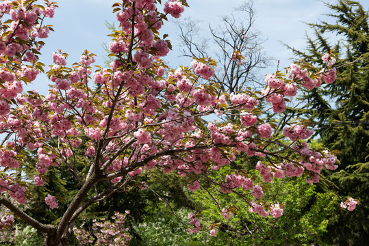 樱花