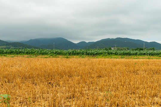 小麦