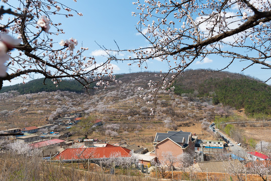 梨花峪